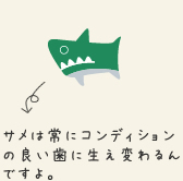サメは常にコンディションの良い歯に生え変わるんですよ。
