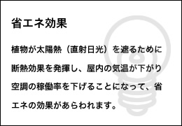 【省エネ効果】植物が太陽熱（直射日光）を遮るために断熱効果を発揮し、屋内の気温が下がり空調の稼働率を下げることになって、省エネの効果があらわれます。